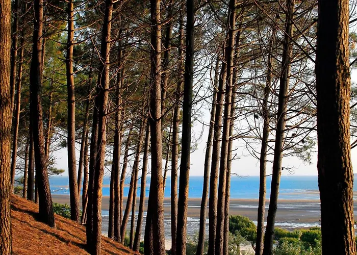 Apartment Beau T2 Avec Terrasse Sud, Proche Bassin, Commerces Et Activites, A - Fr-1-420-139 Arcachon